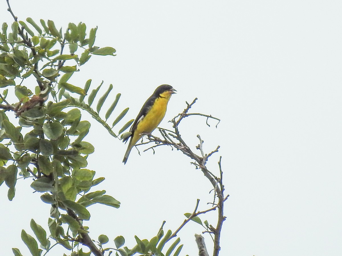 Lesser Goldfinch - Sergio Castañeda Ramos