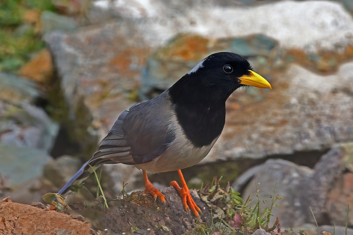 Yellow-billed Blue-Magpie - ML622798009