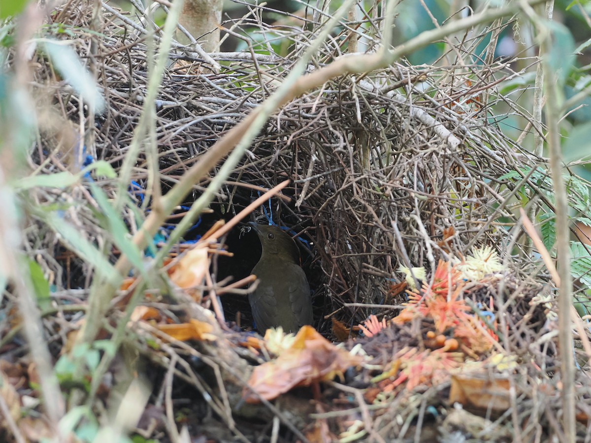 Streaked Bowerbird - ML622798012