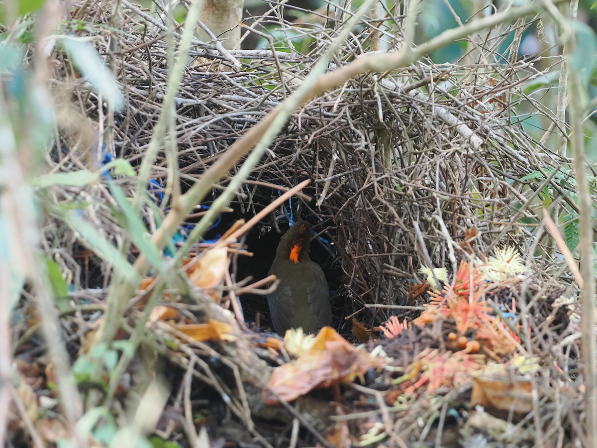 Streaked Bowerbird - Stephan Lorenz