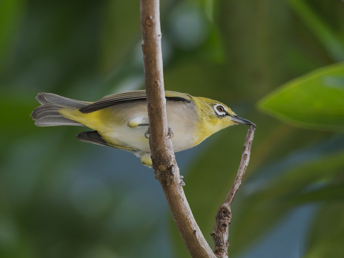 Swinhoe's White-eye - Evelyn Lee