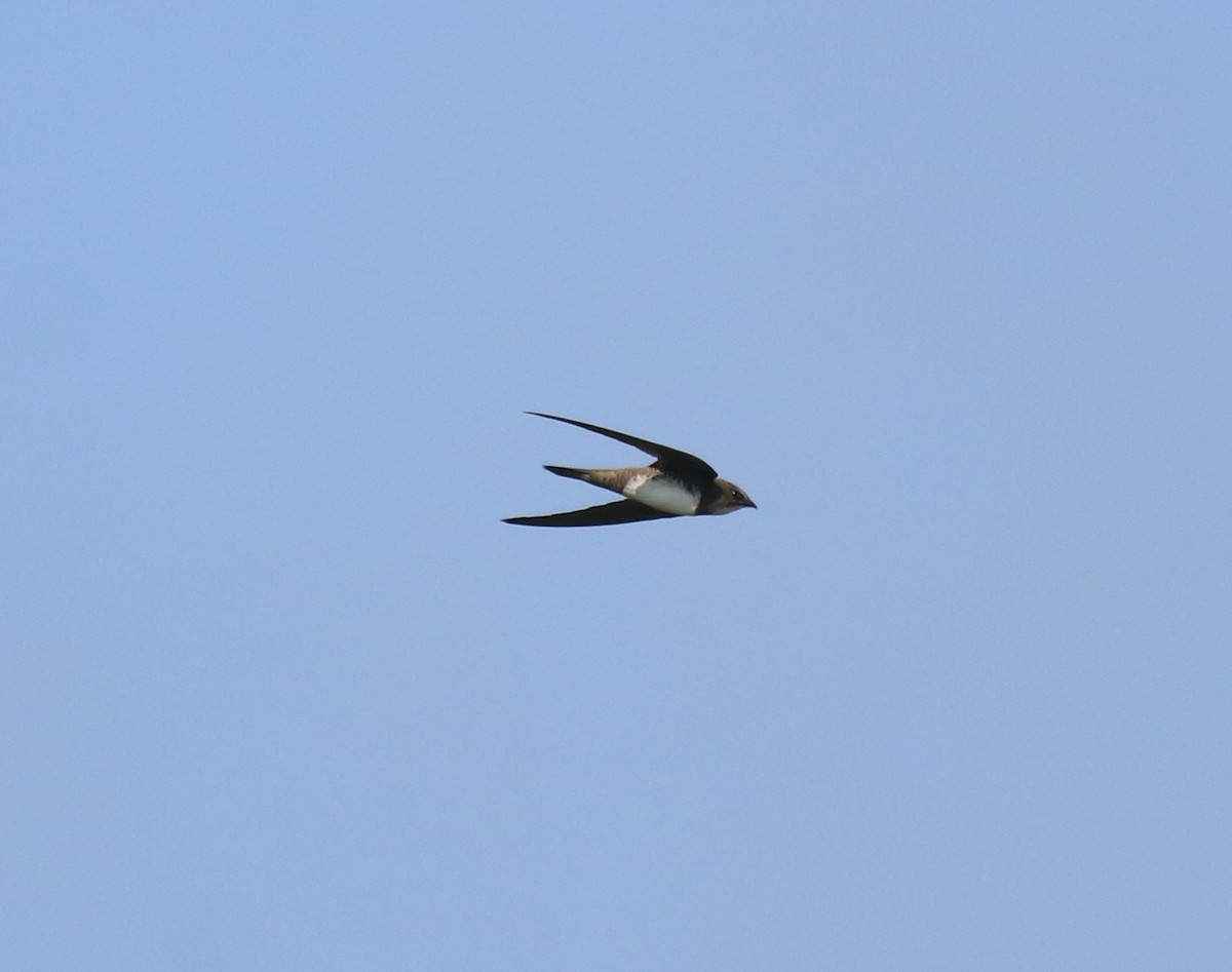 Alpine Swift - Afsar Nayakkan