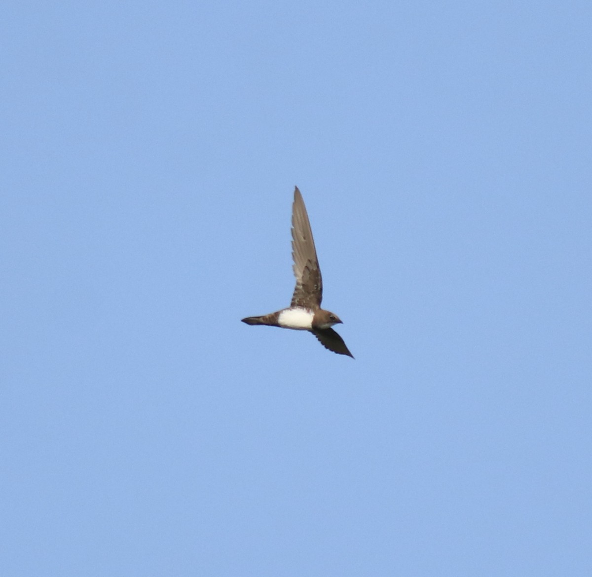 Alpine Swift - Afsar Nayakkan