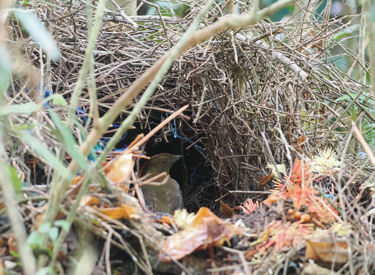 Streaked Bowerbird - ML622798048