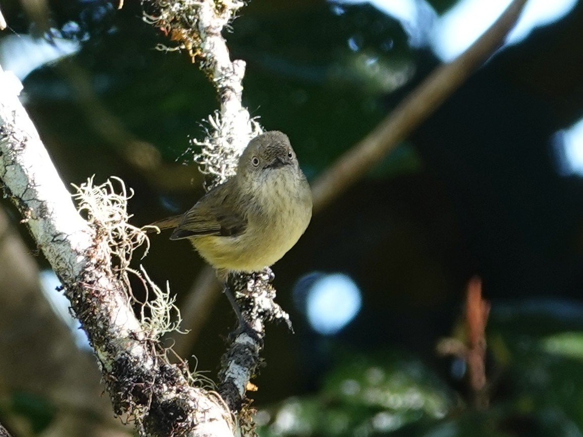 Mountain Thornbill - Peter Yendle