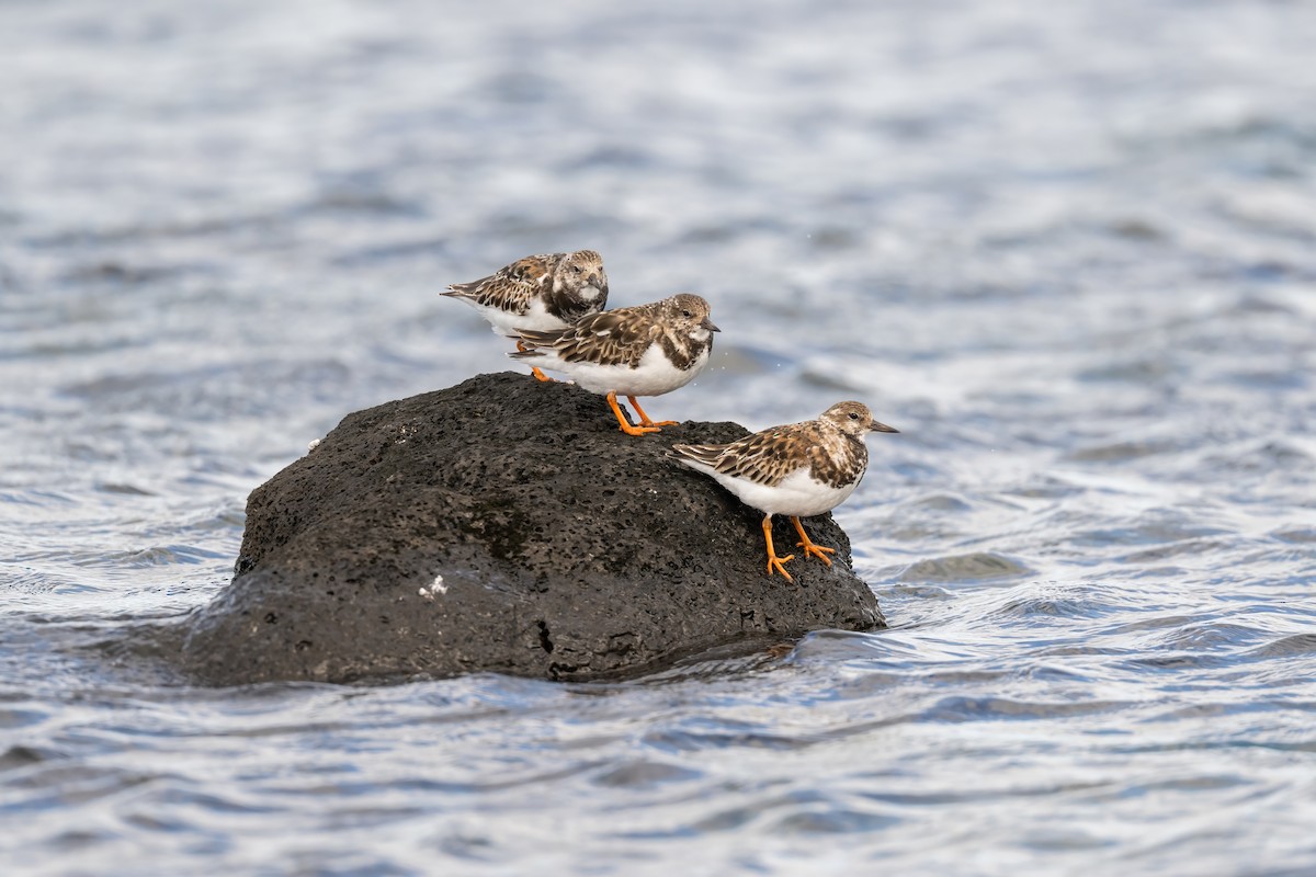 Ruddy Turnstone - Ian Shrubsole