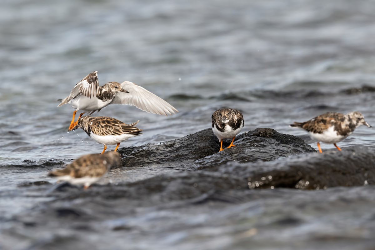 Ruddy Turnstone - Ian Shrubsole