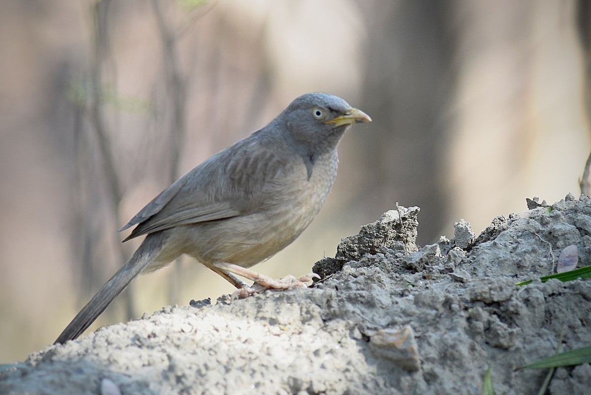 Jungle Babbler - Chuck Jensen