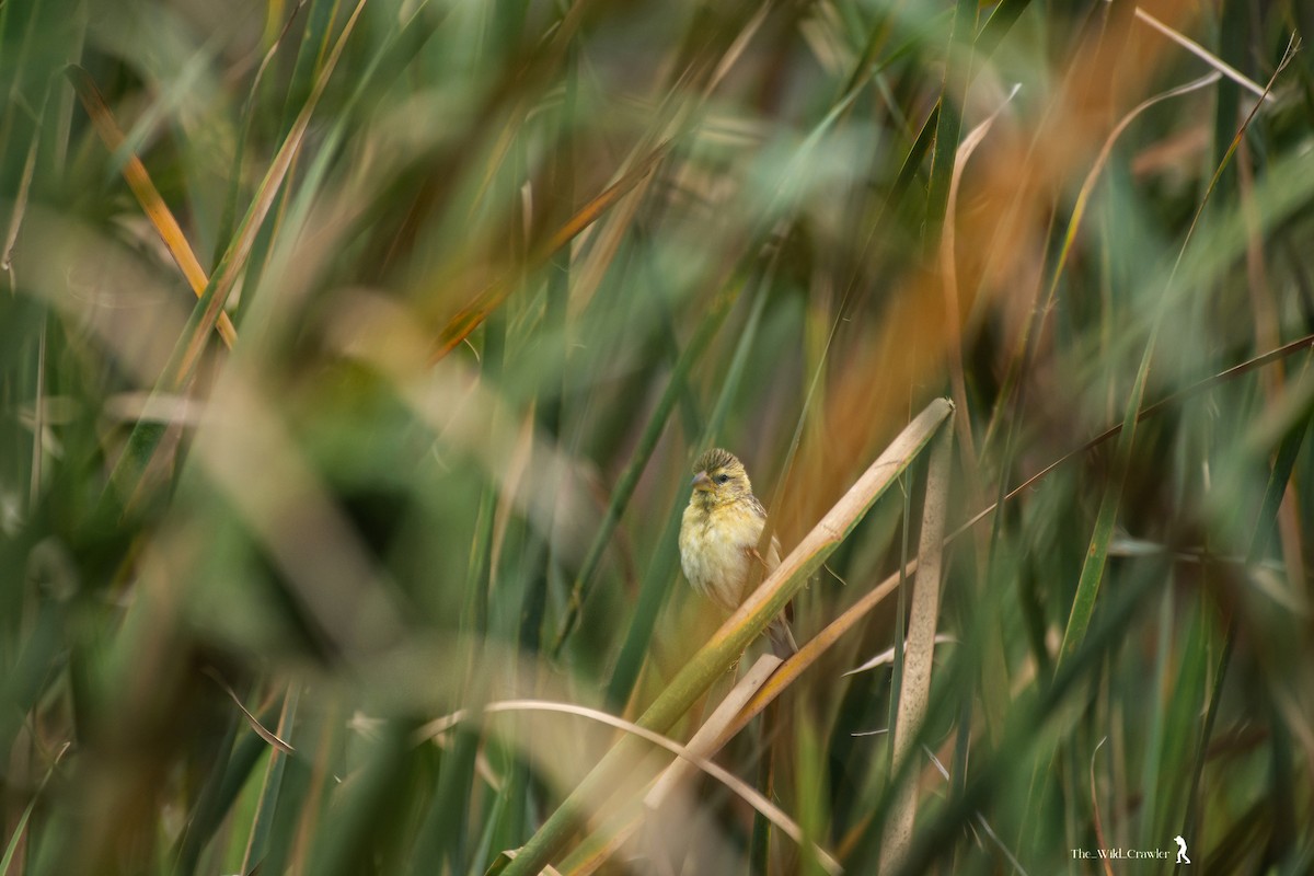 Streaked Weaver - Abhijith s