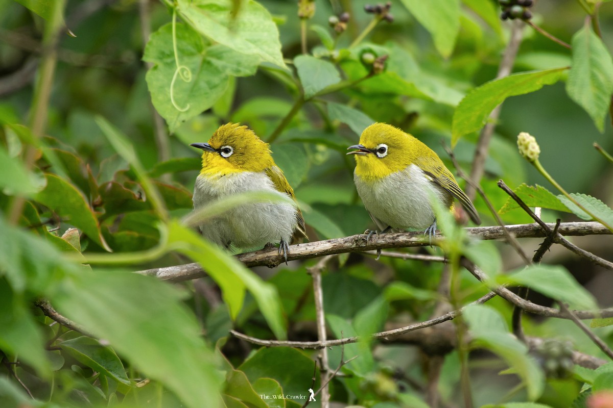 Indian White-eye - Abhijith s