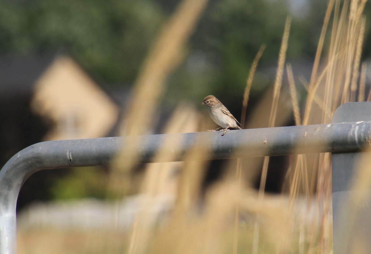 Brewer's Sparrow - ML622798153