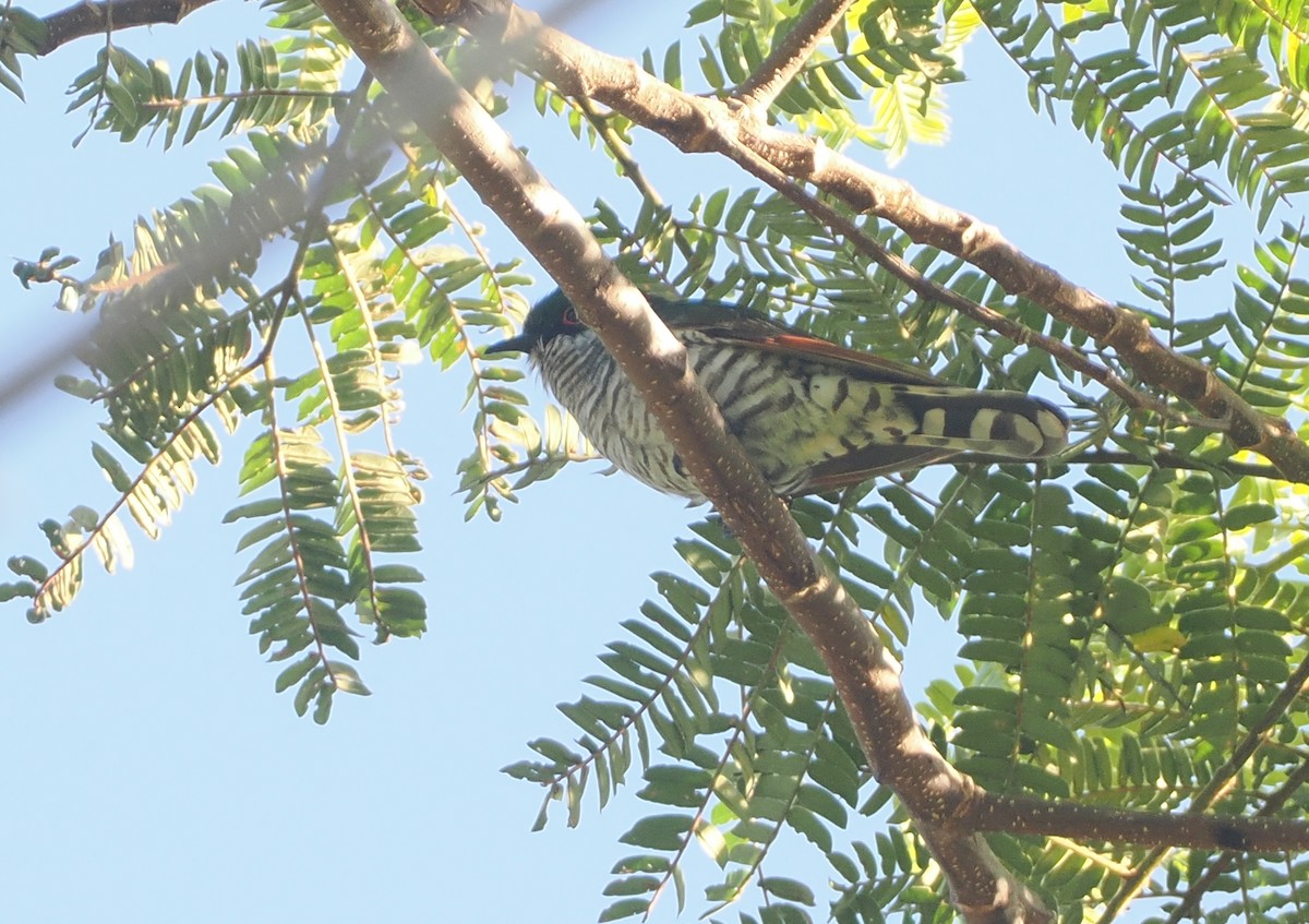 White-eared Bronze-Cuckoo - ML622798155