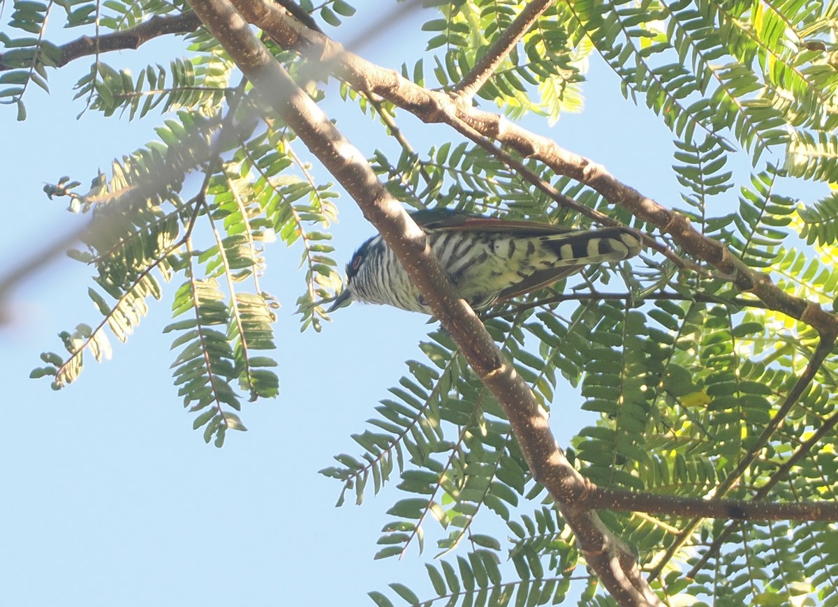 White-eared Bronze-Cuckoo - ML622798157