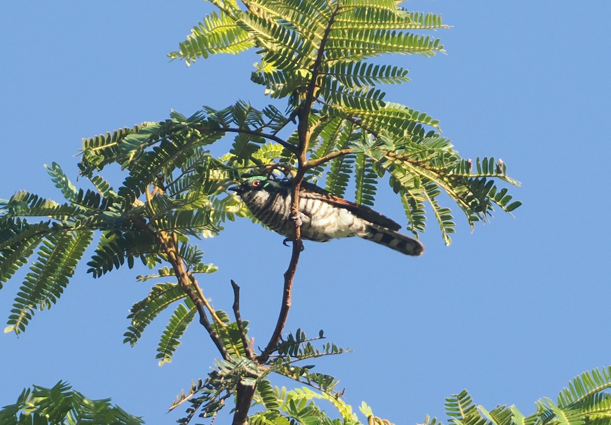 White-eared Bronze-Cuckoo - ML622798163