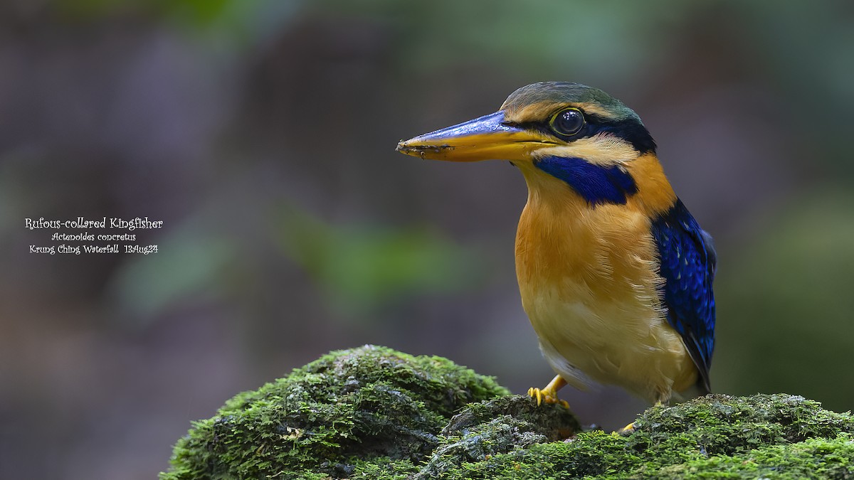 Rufous-collared Kingfisher - ML622798181