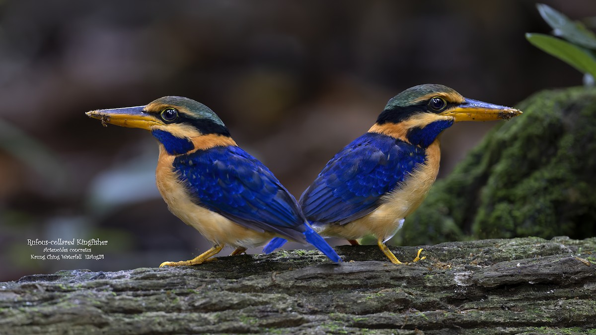 Rufous-collared Kingfisher - ML622798182