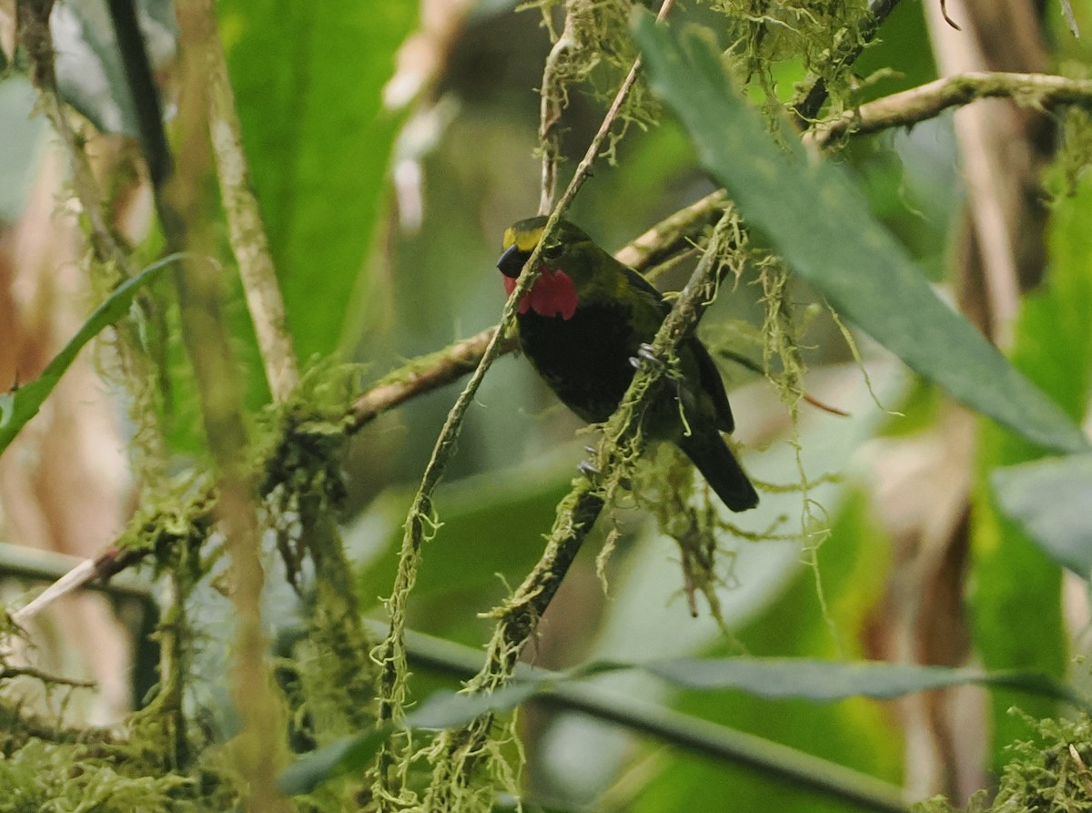Wattled Ploughbill - ML622798210
