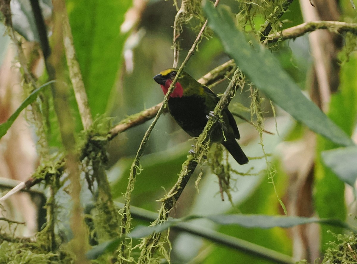 Wattled Ploughbill - ML622798214
