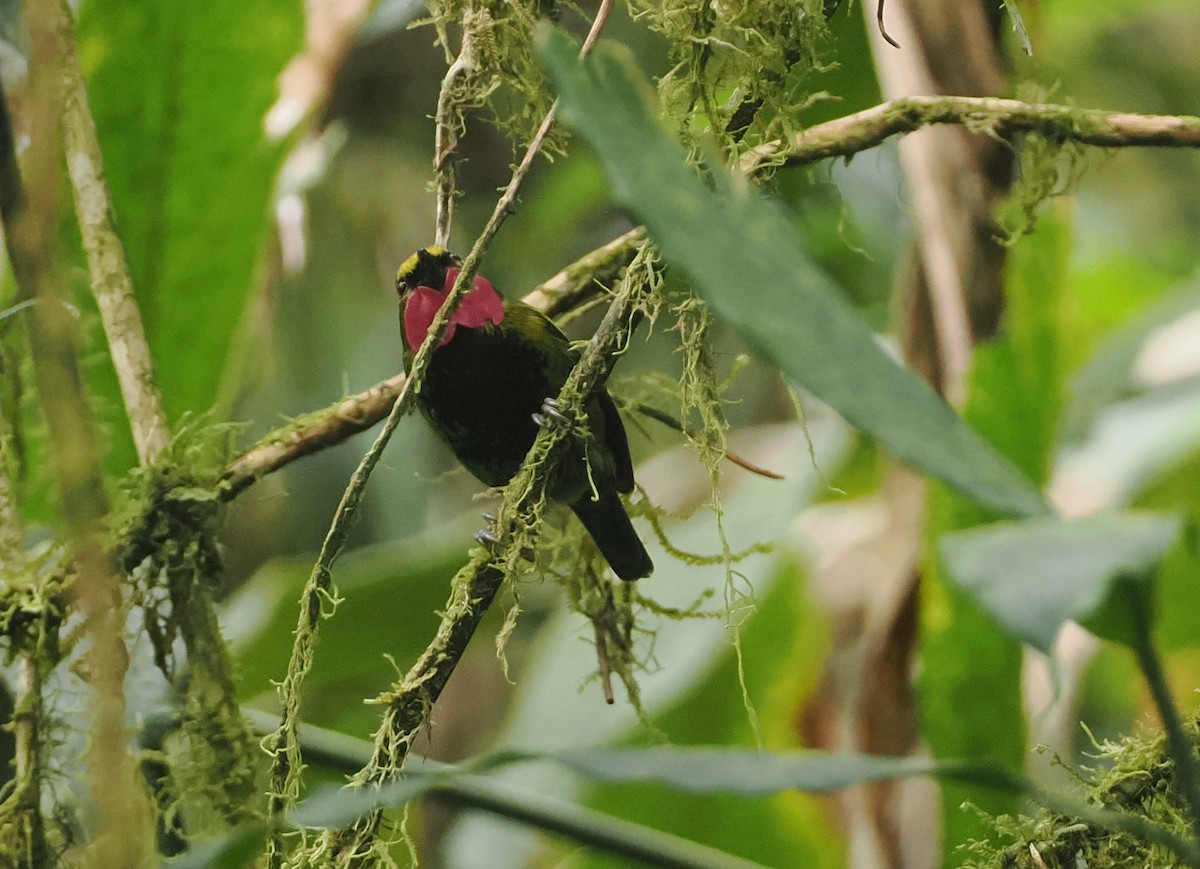 Wattled Ploughbill - ML622798216