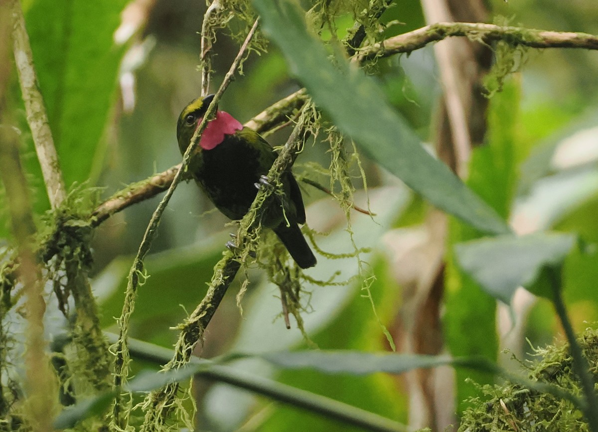 Wattled Ploughbill - ML622798222
