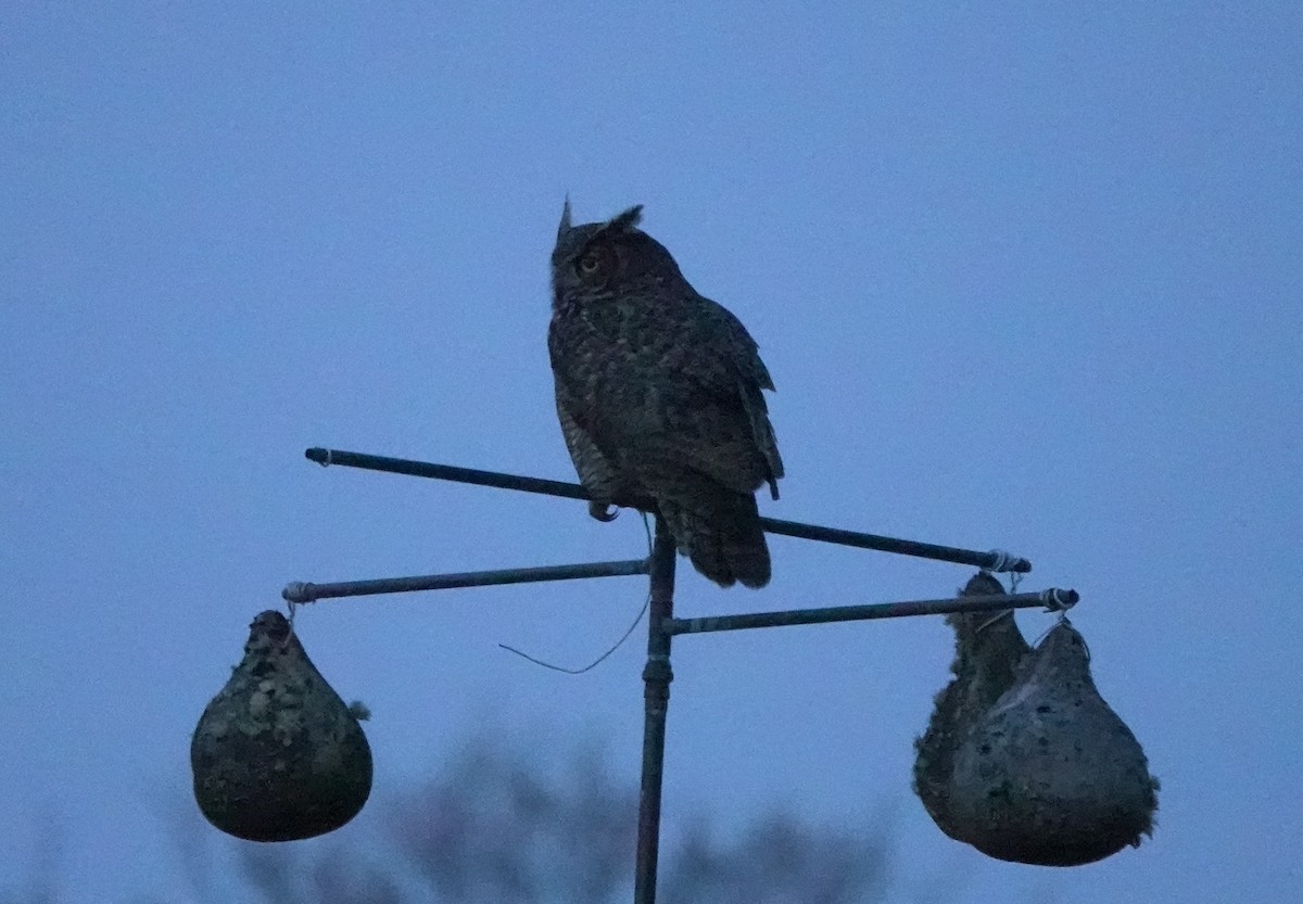 Great Horned Owl - Matt Dufort