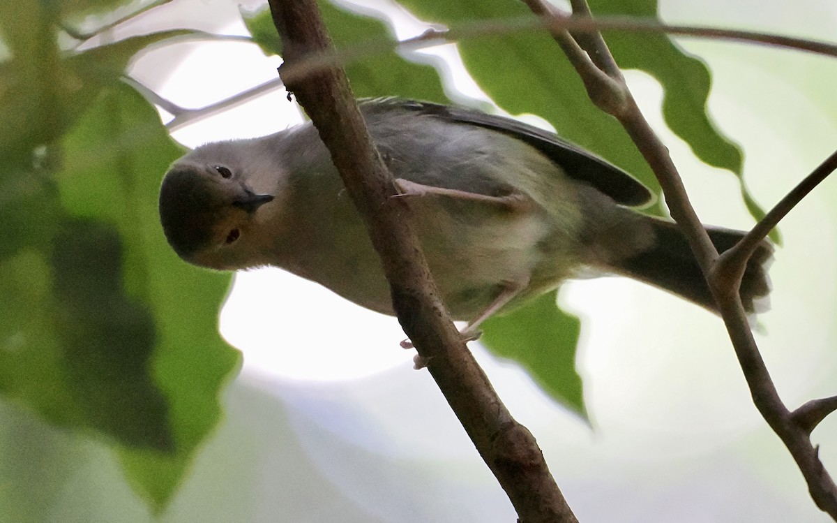 Large-billed Scrubwren - Cheryl Cooper