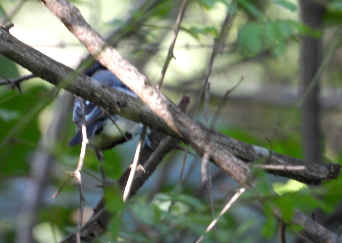 Cinereous Tit - tina shangloo