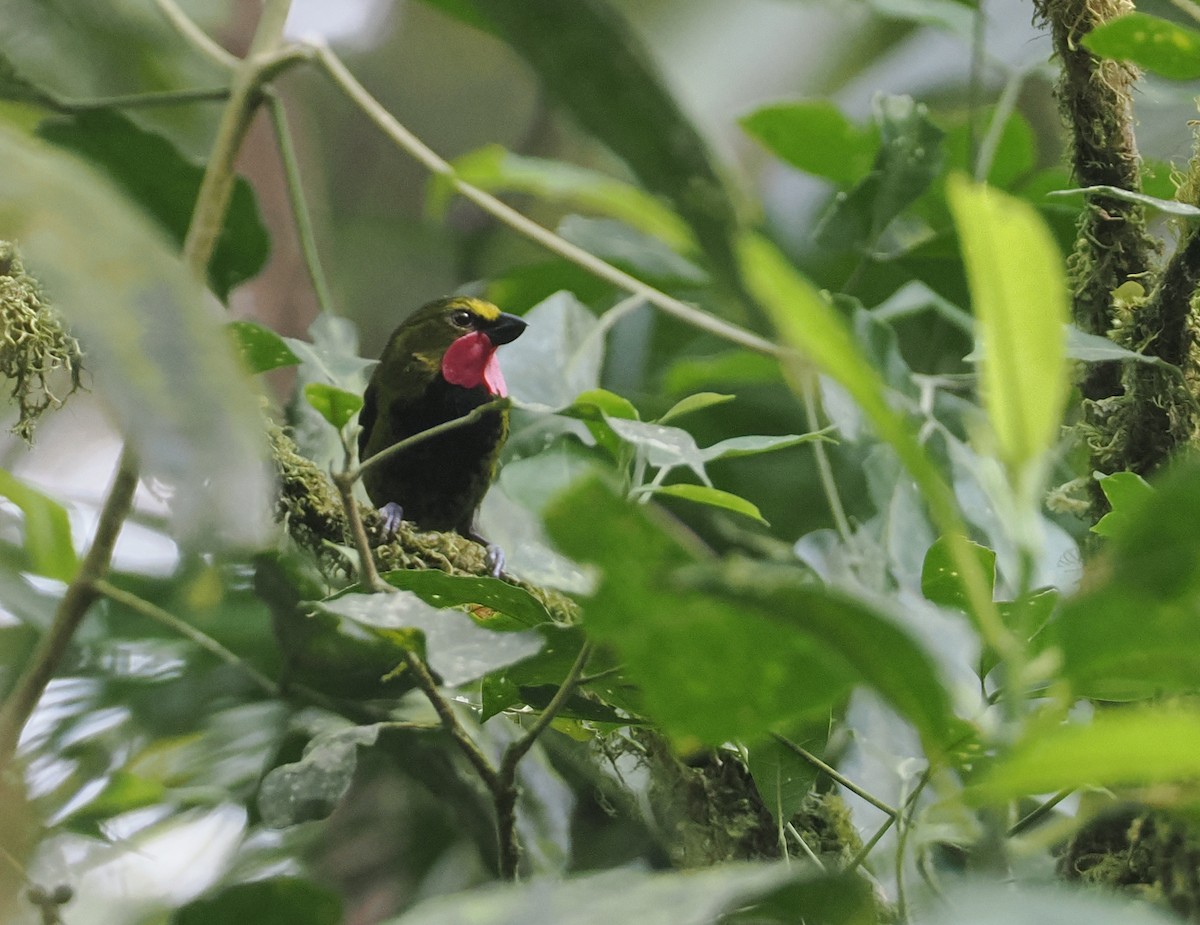 Wattled Ploughbill - ML622798231