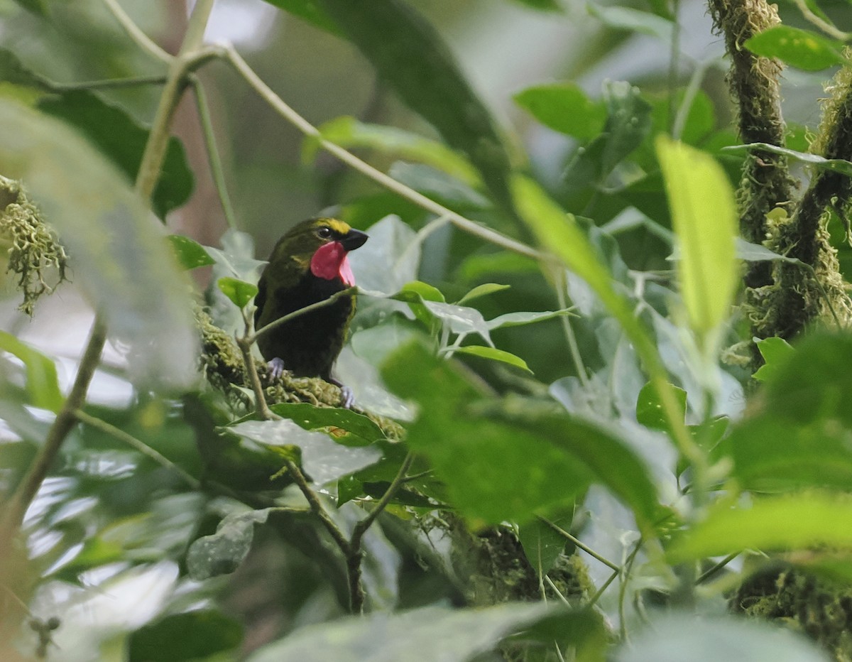 Wattled Ploughbill - ML622798232