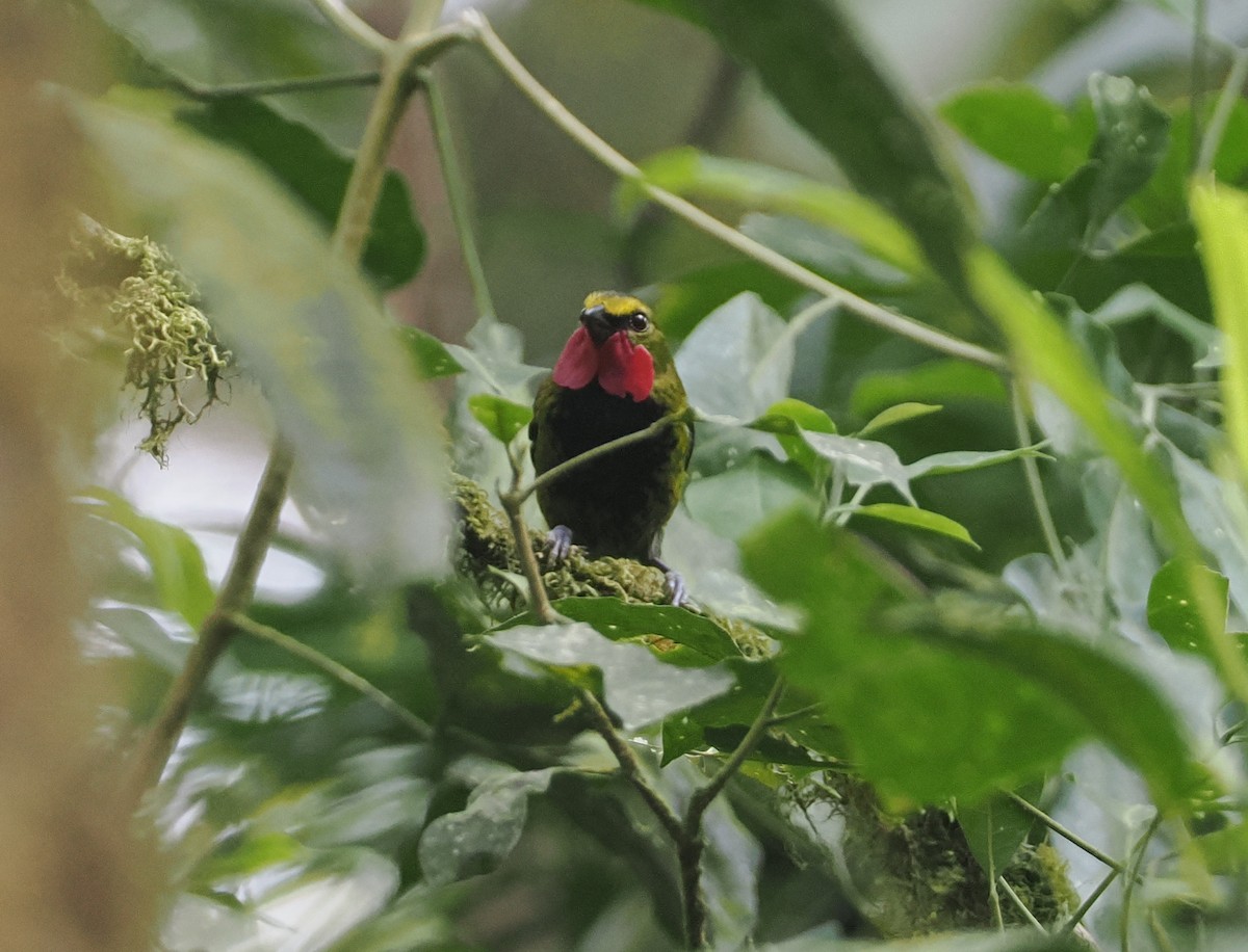 Wattled Ploughbill - ML622798239