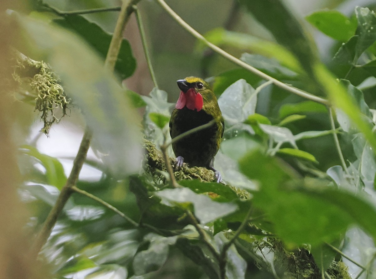 Wattled Ploughbill - ML622798245