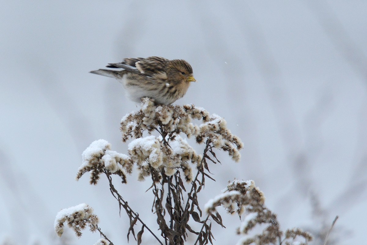 Twite - ML622798281