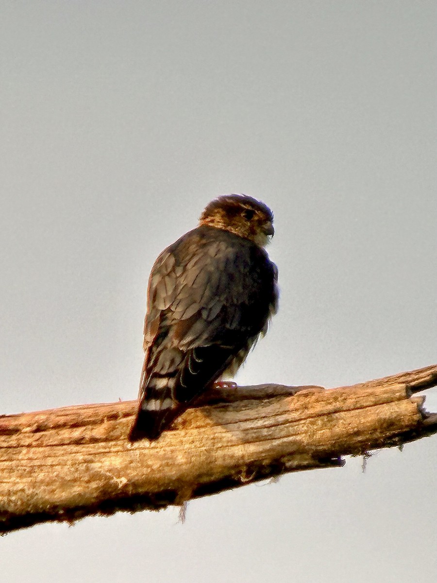 Merlin - Detlef Buettner