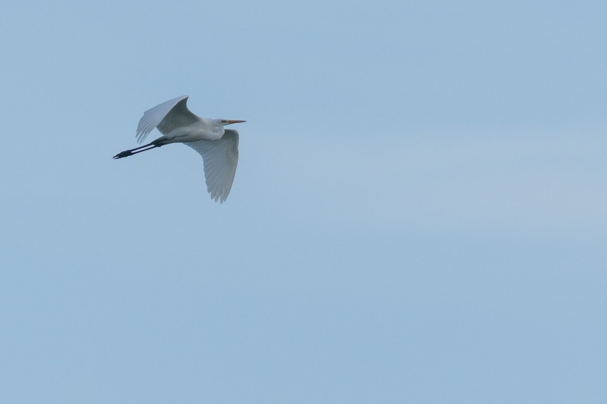 Great Egret - Jakub Macháň