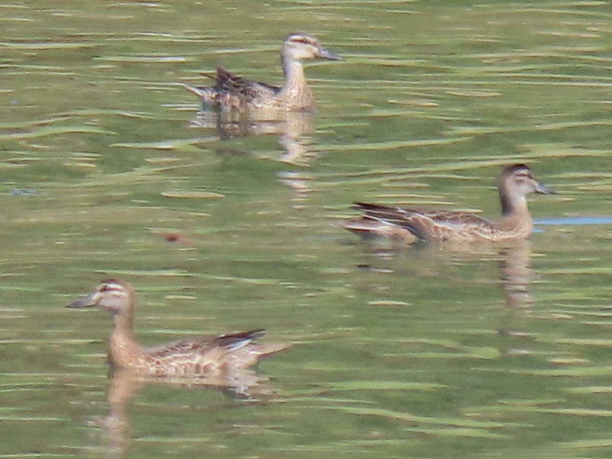 Цагаан хөмсөгт нугас - ML622798321