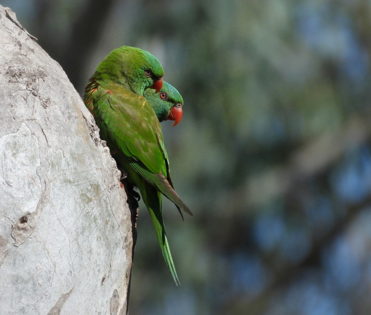 Scaly-breasted Lorikeet - Julie Mclennan