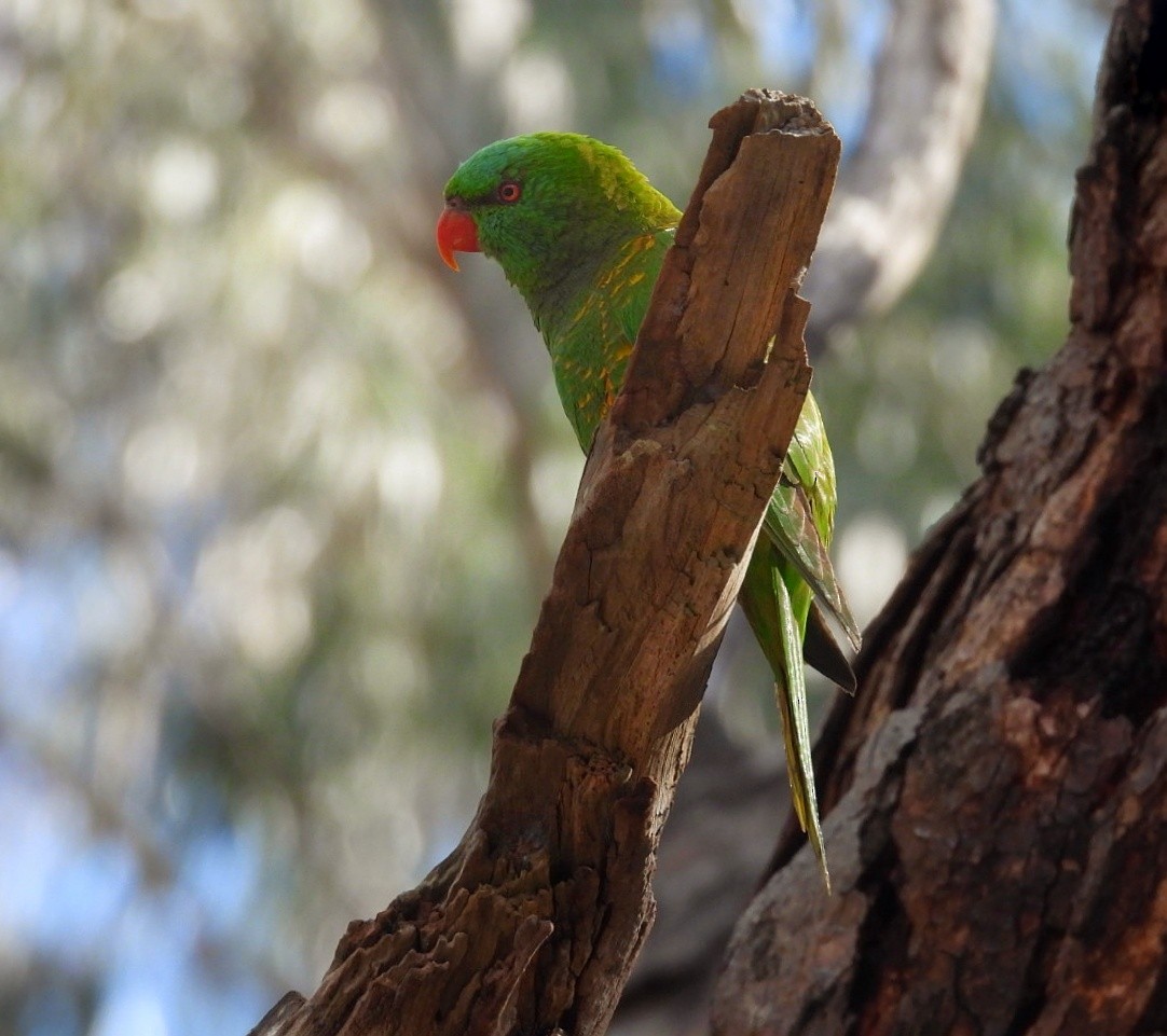 Scaly-breasted Lorikeet - Julie Mclennan