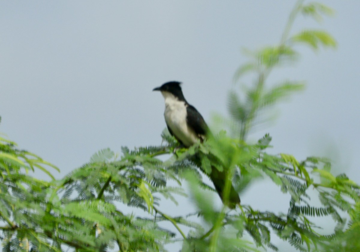 Pied Cuckoo - ML622798337