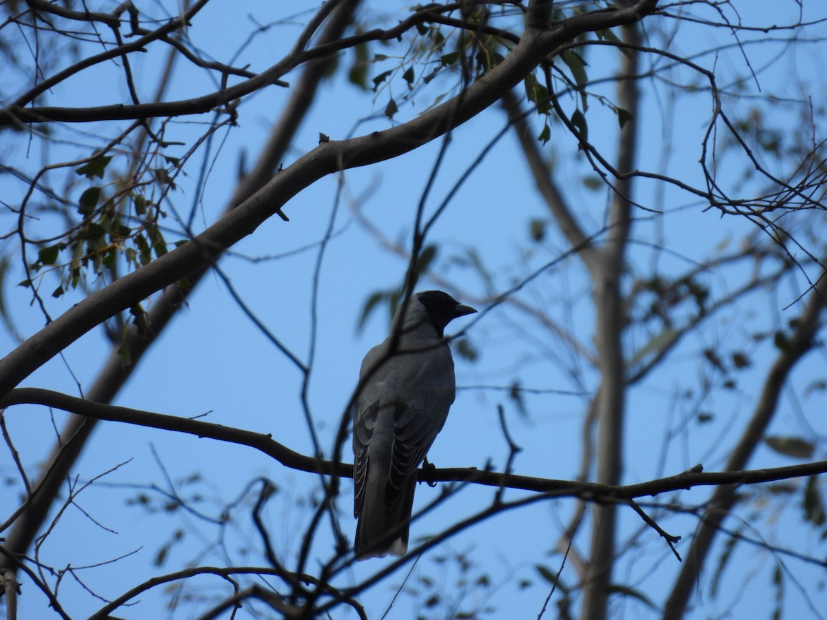 Black-faced Cuckooshrike - Julie Mclennan