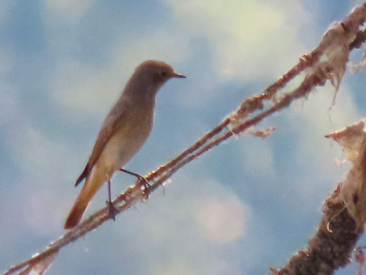 Обыкновенная горихвостка - ML622798368