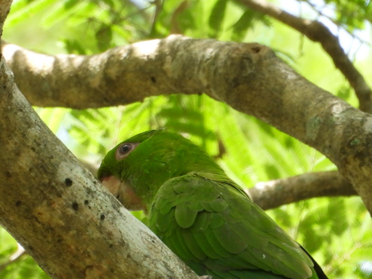 Pacific Parakeet - Bany Alvarenga