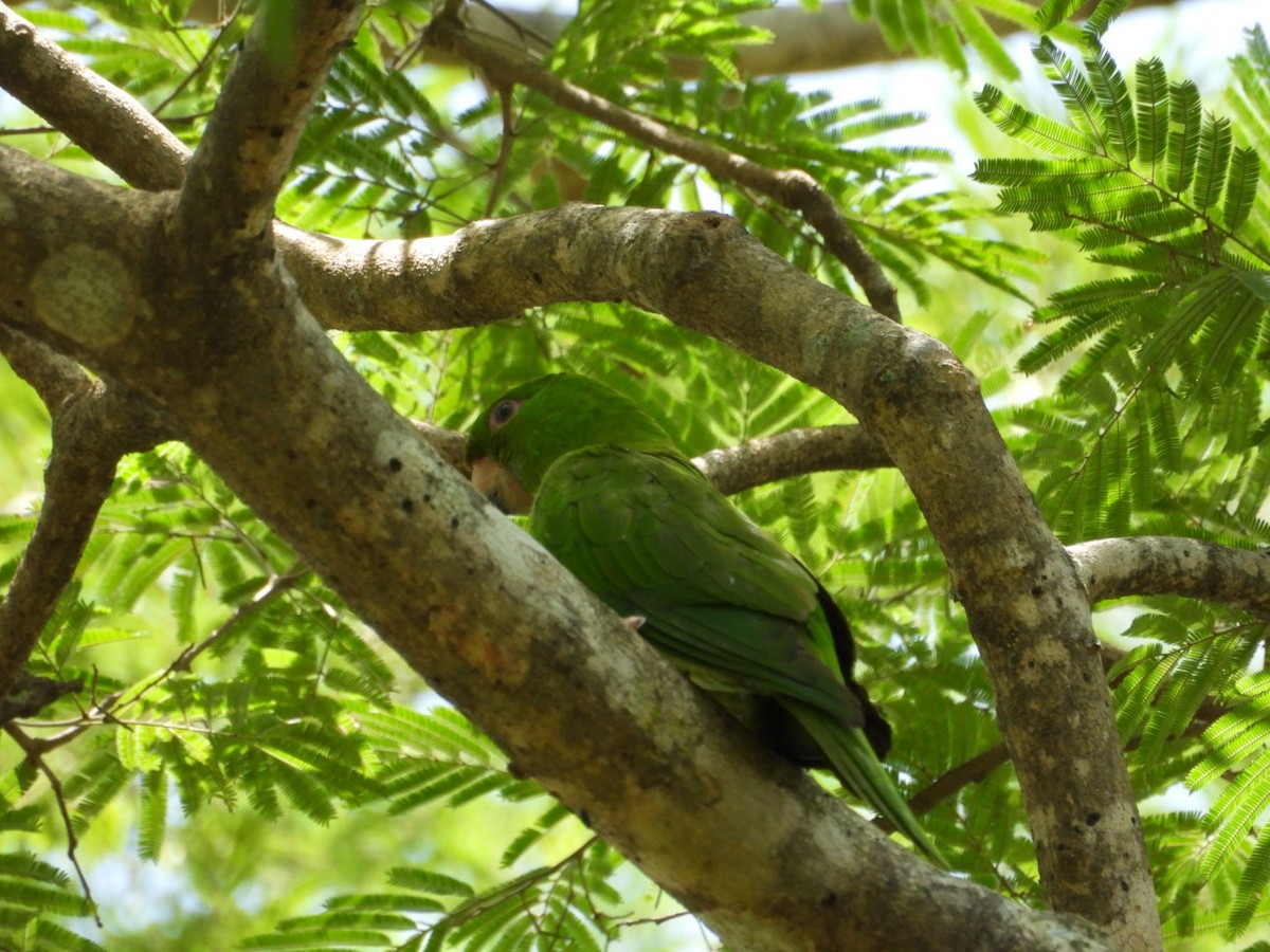 オオメキシコインコ - ML622798377