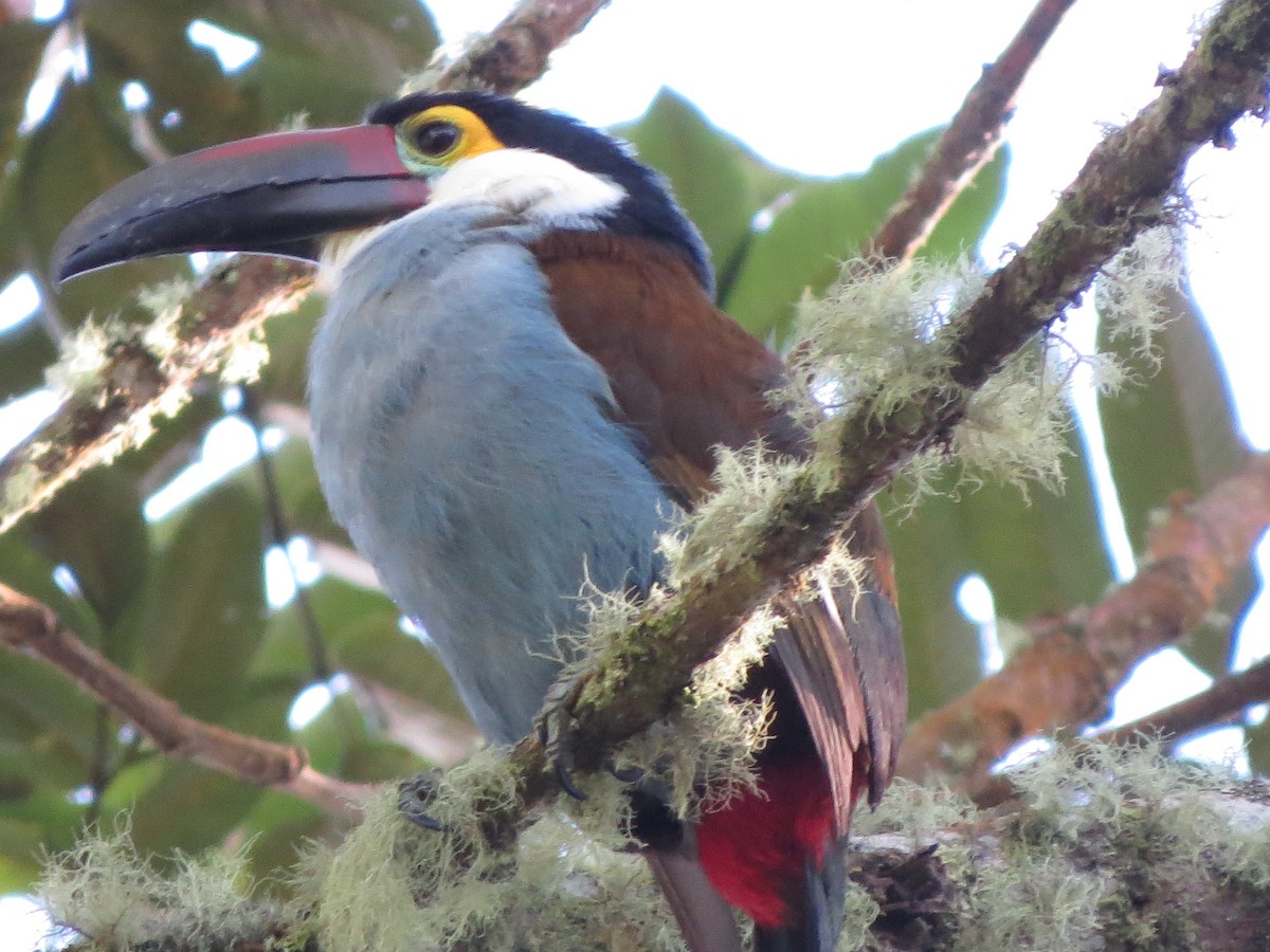 Black-billed Mountain-Toucan - Oriol Miquel