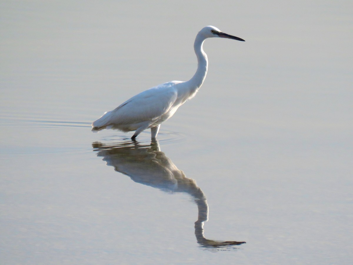 Little Egret - Amirmahdi Keykha