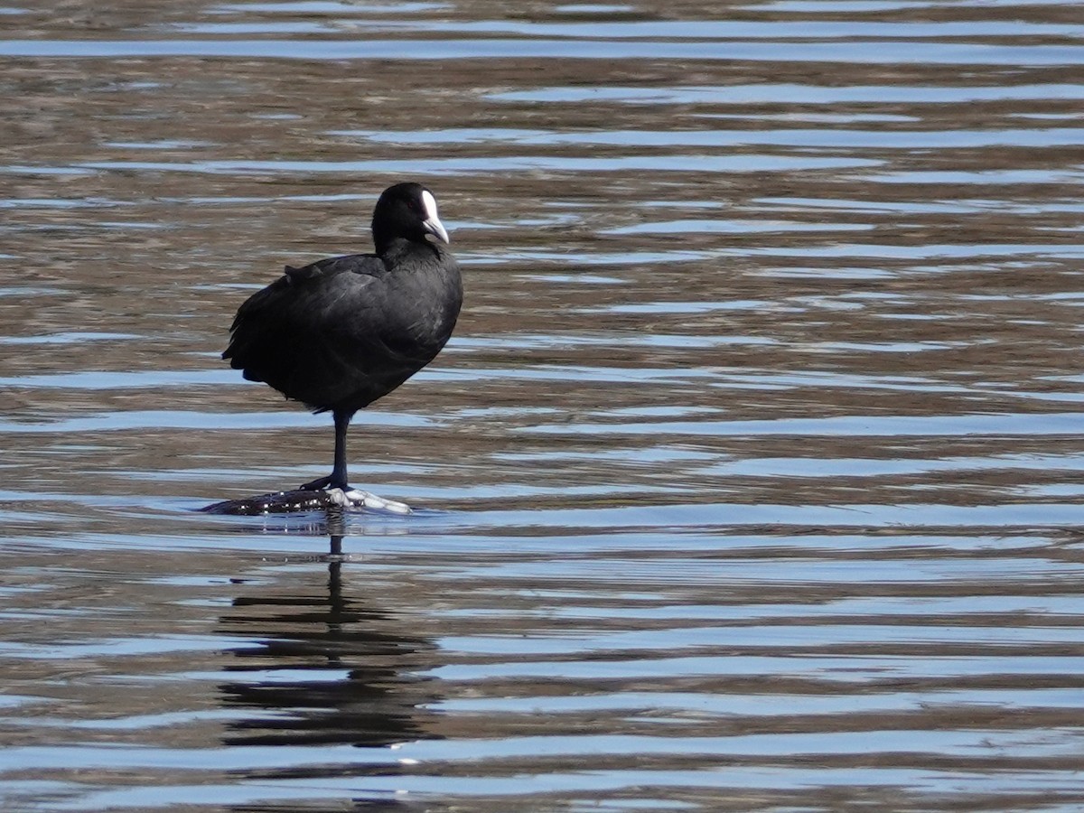 Eurasian Coot - Peter Yendle