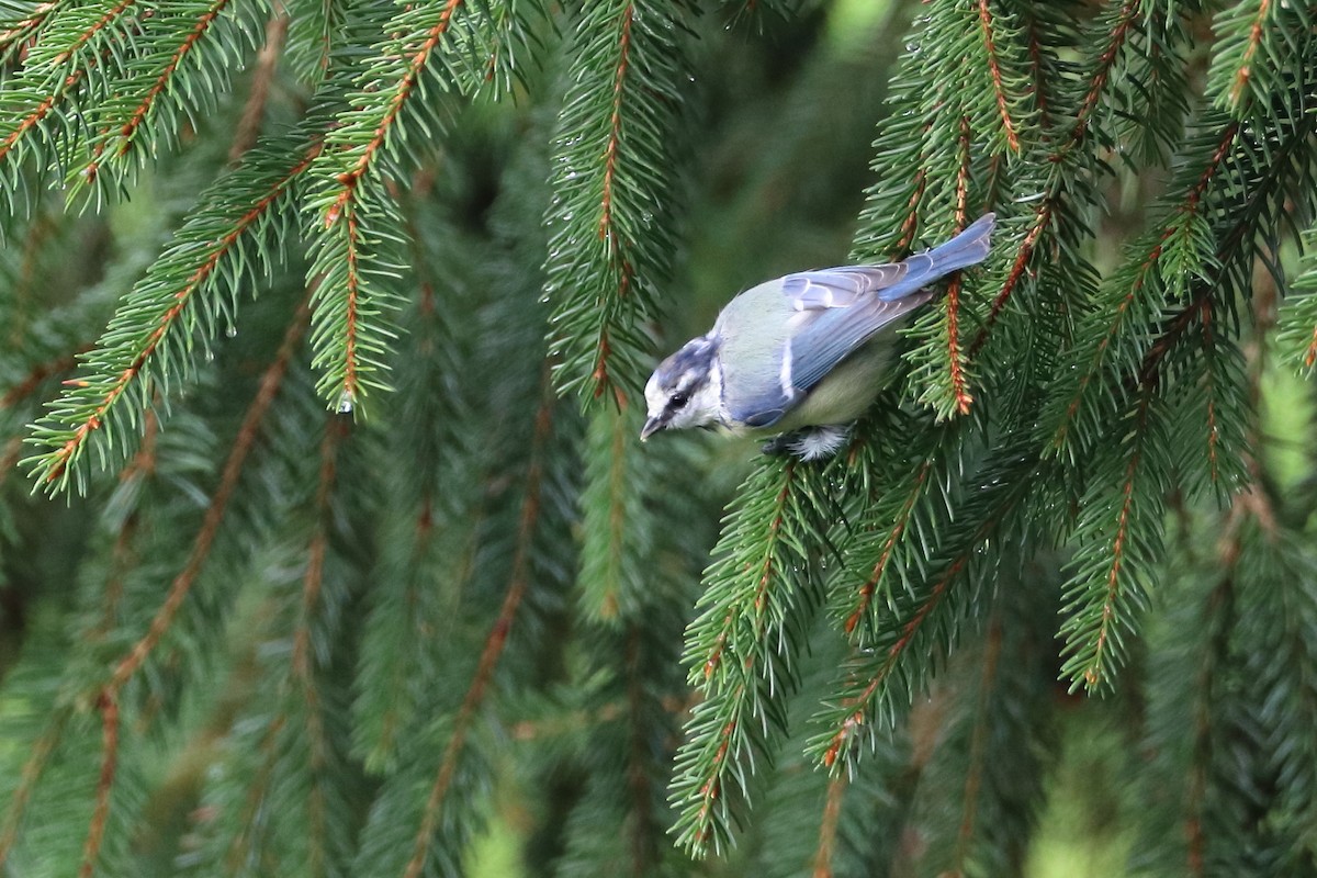 Eurasian Blue Tit - Tetiana Lavynska