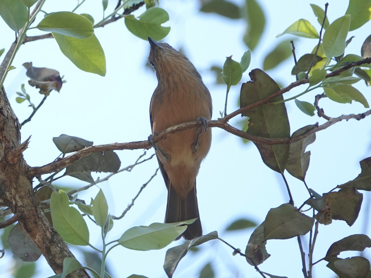 Bower's Shrikethrush - Peter Yendle