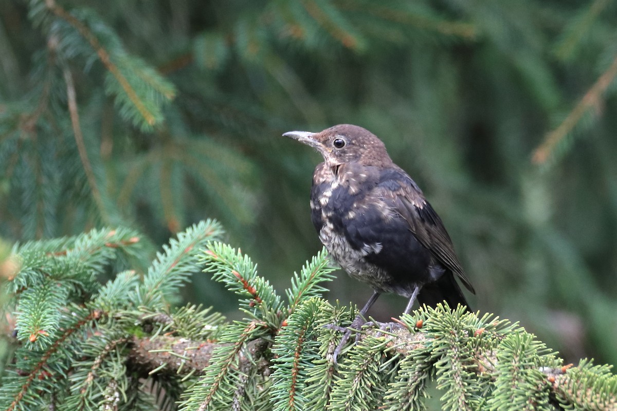 Eurasian Blackbird - Tetiana Lavynska