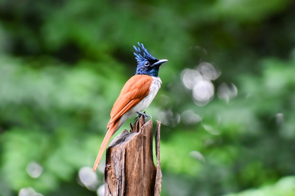 Indian Paradise-Flycatcher - Digvijay Pattnaik