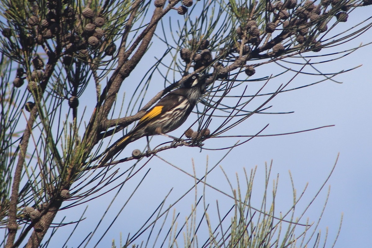 New Holland Honeyeater - Steve  McIntosh